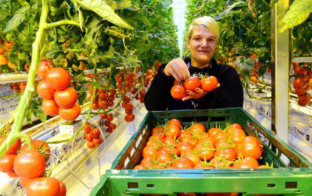 Daniela Braun mit den frisch geernteten Tomaten.