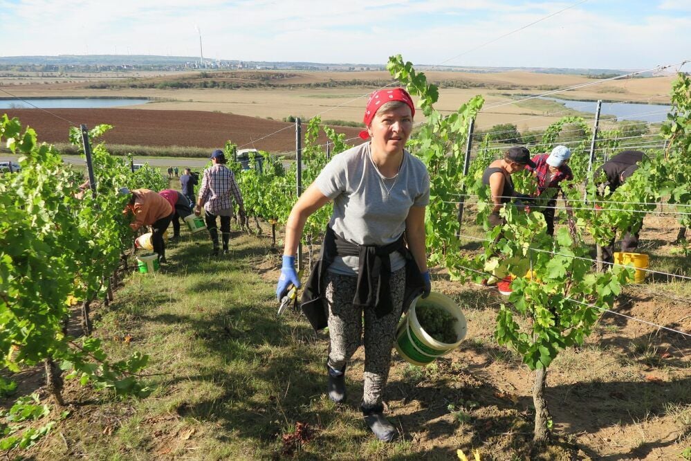 Rund zwanzig Erntehelfer waren zum Auftakt der Lese auf dem Weinberg der Obstproduktion Höhnstedt im Einsatz.