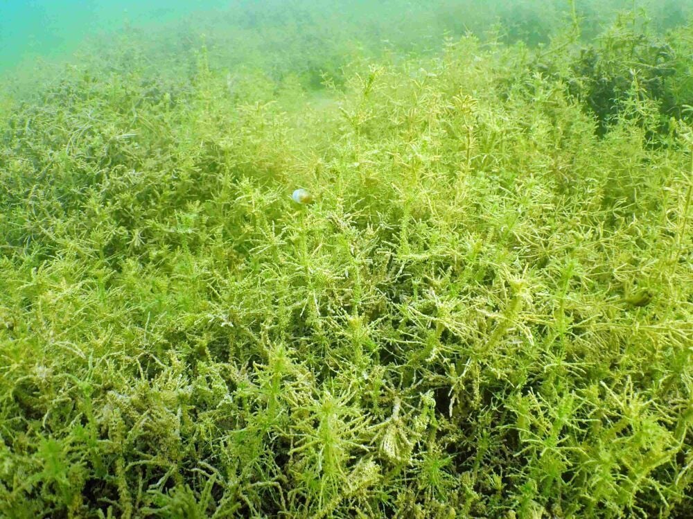 So wächst die Armleuchteralge im Geiseltalsee.