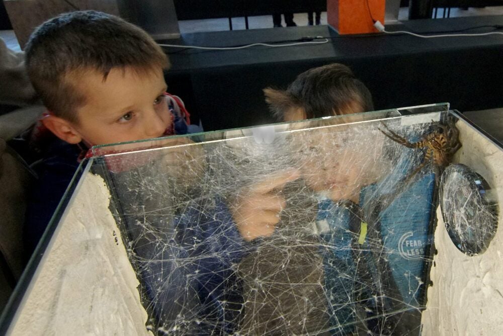 Faszination Spinnen: Kleine und große Besucher trauten sich nah heran in der Alten Hobelei in Aschersleben.