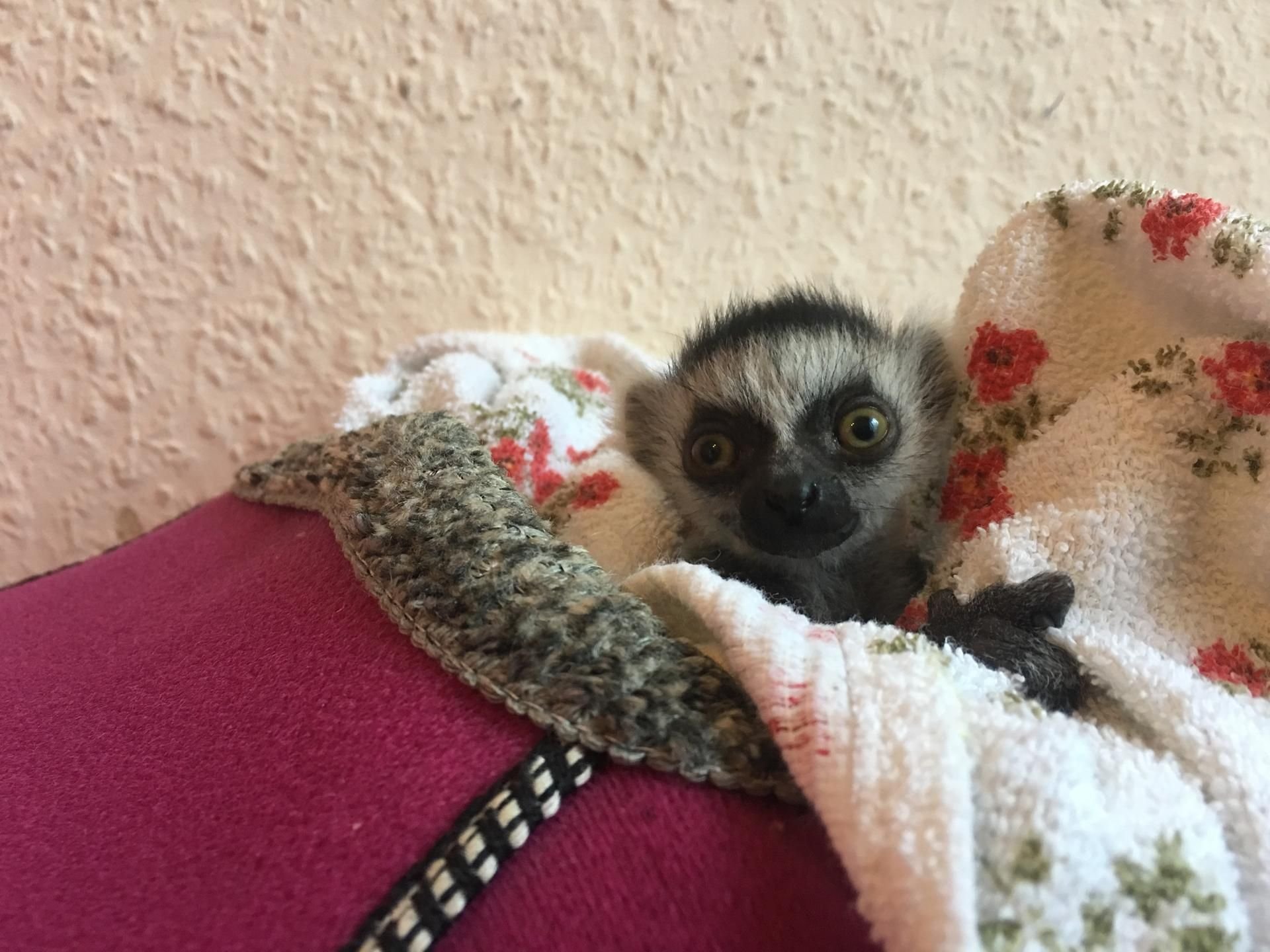 Das Katta-Äffchen Heather aus dem Affenwald Straußberg bei Sondershausen wohnte in einem alten Heizschuh.