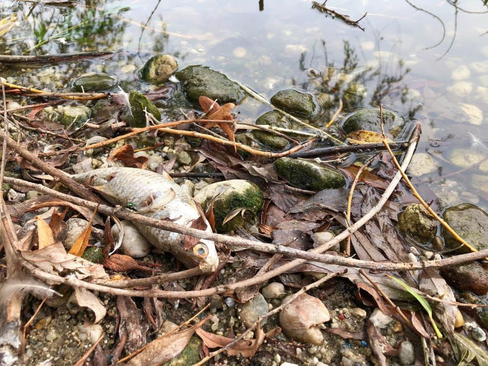 Auch am Dienstag wurden wieder tote Fische ans Ufer gespült.