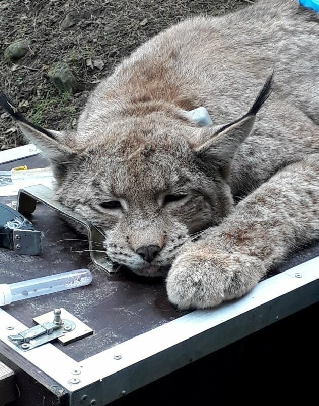 Mitarbeiter des Luchsprojekts Harz haben das junge Tier betäubt und mitgenommen.