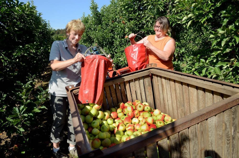 Seit Montag läuft die Haupternte bei Obstbau Friedrich. Birgit Thielecke-Schwarz (l.) und Christina Bachmann haben mit der Sorte Elstar zu tun.