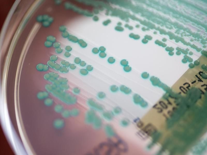 MRSA-Keime (Methicillin-resistenten Staphylococcus aureus) in einer Petrischale. Foto: Armin Weigel