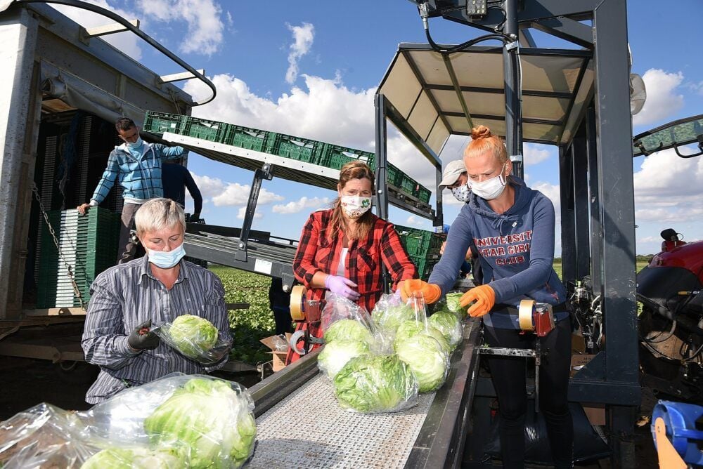 104 Paletten Eisbergsalat standen am Mittwoch auf der Bestellliste der Kundschaft von Bördegarten.