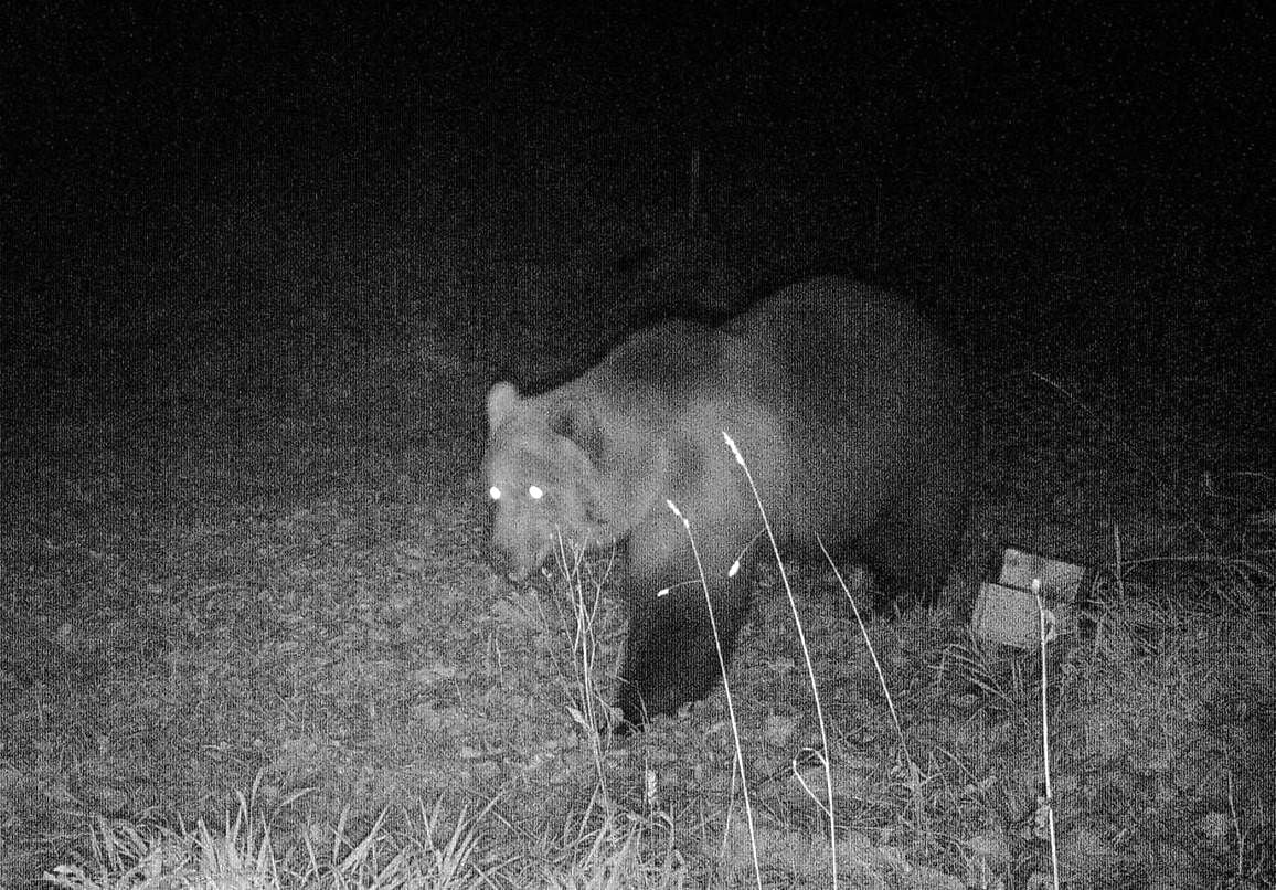Eine Wildtierkamera hat den Bären aufgenommen.