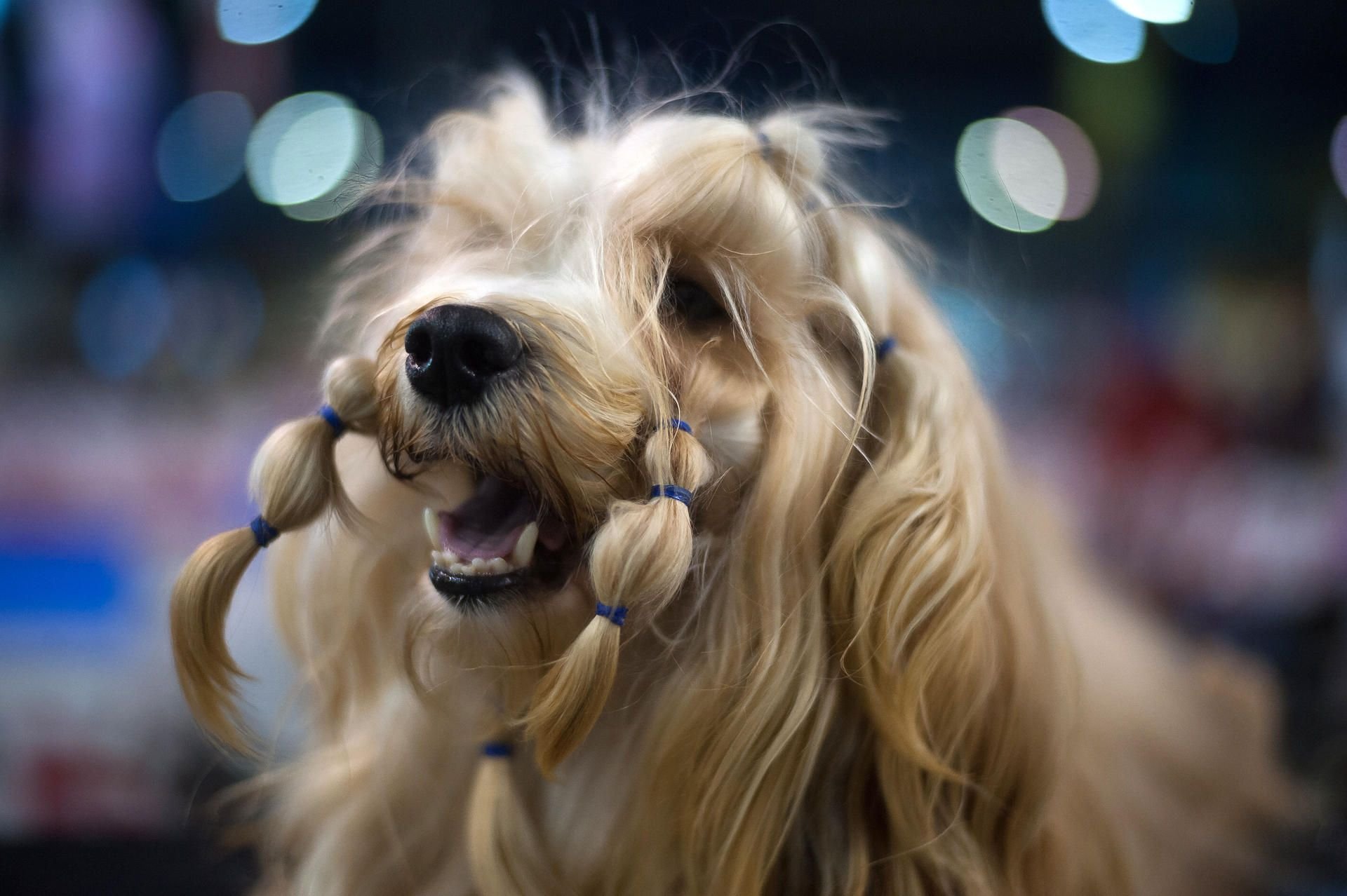 Ein Hund trägt Zöpfe an der Schnauze. (Symbolbild)