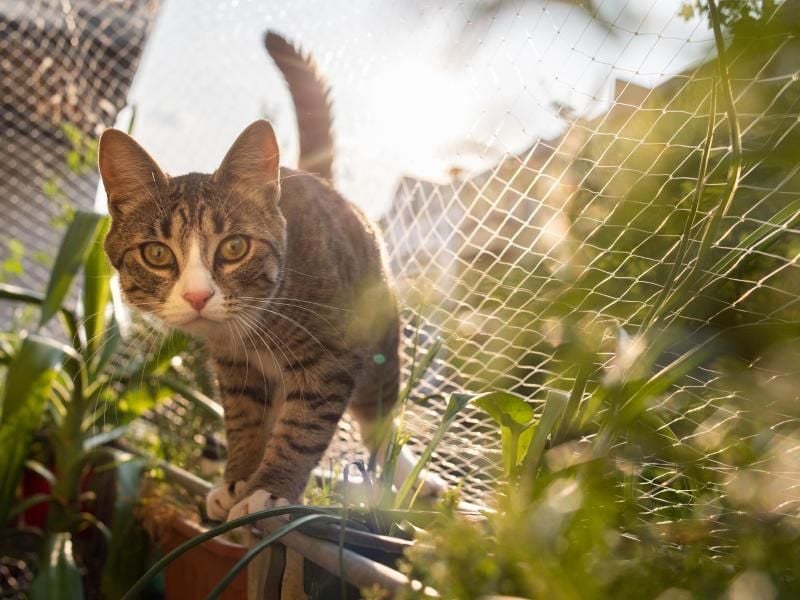 Ein Schutznetz verhindert nicht nur, dass die Katze ausbüxt. Es schützt das Tier auch vor gefährlichen Abstürzen. Foto: Franziska Gabbert/dpa-tmn