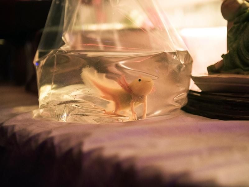 Der Axolotl, der immer im pubertären Larvenstadium bleibt, taucht natürlich auch auf. Foto: Lina Grün