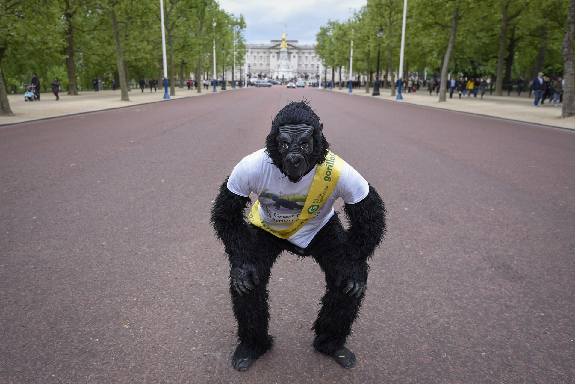 Der Polizist Tom Harrison, genannt „Mr. Gorilla“, aufgenommen am 29.04.2017 nachdem er nach sechs Tagen auf vier Beinen den London-Marathon im Gorilla-Kostüm beendet hat.