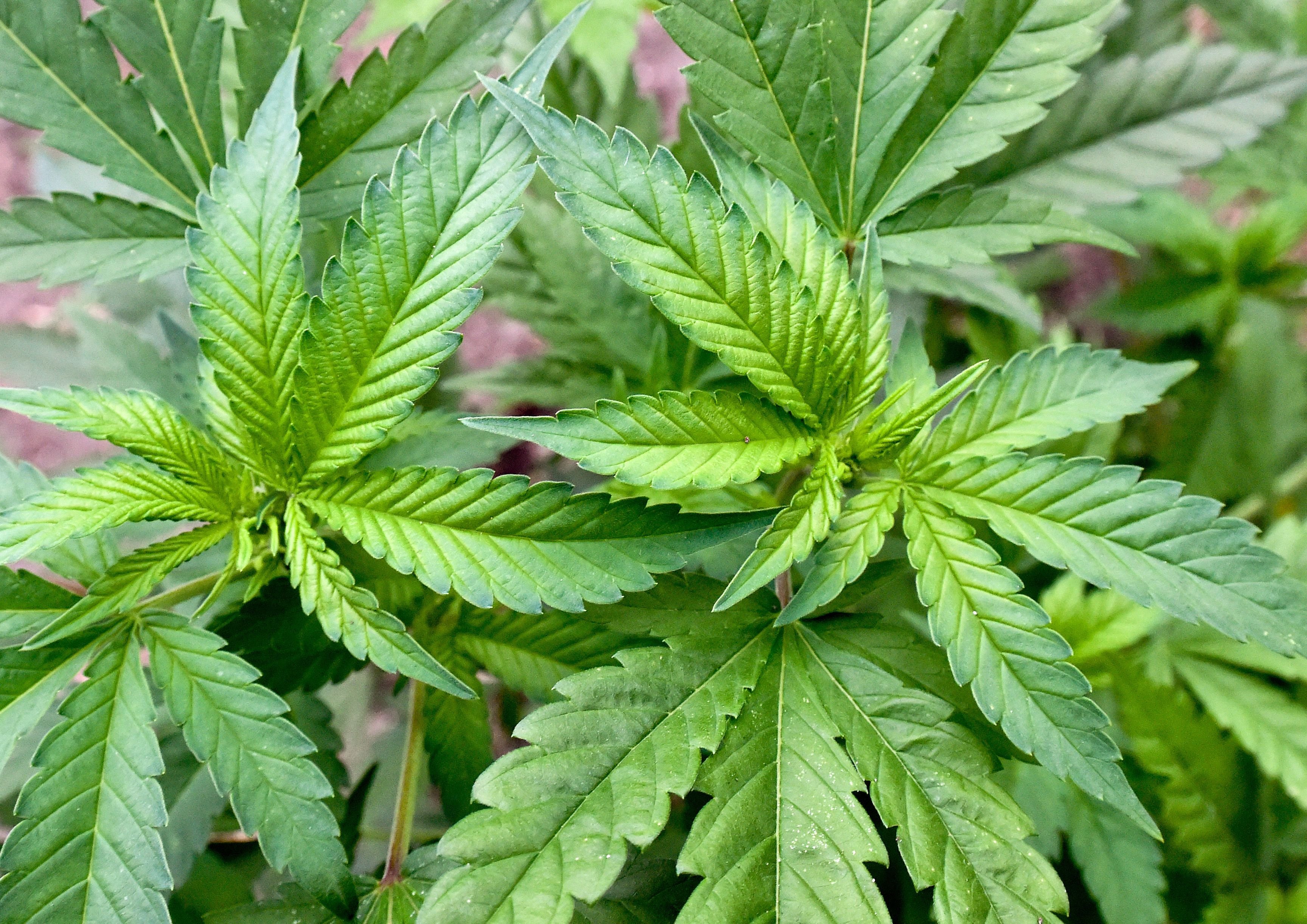 Eine illegale Hanf-Plantage