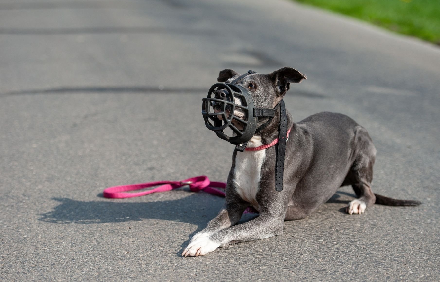 Eine American Staffordshire Terrier Hündin trägt einen Maulkorb.