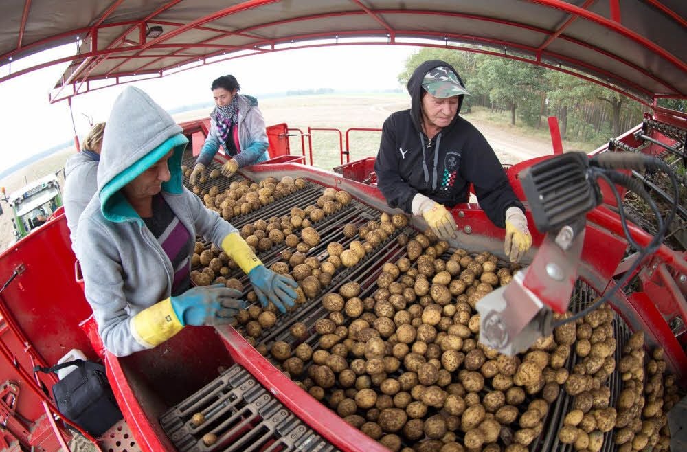 Mit geübter Hand sortieren die Erntehelferinnen vom Landgut Heideck in Annaburg Steine, Holz und beschädigte Kartoffeln aus.