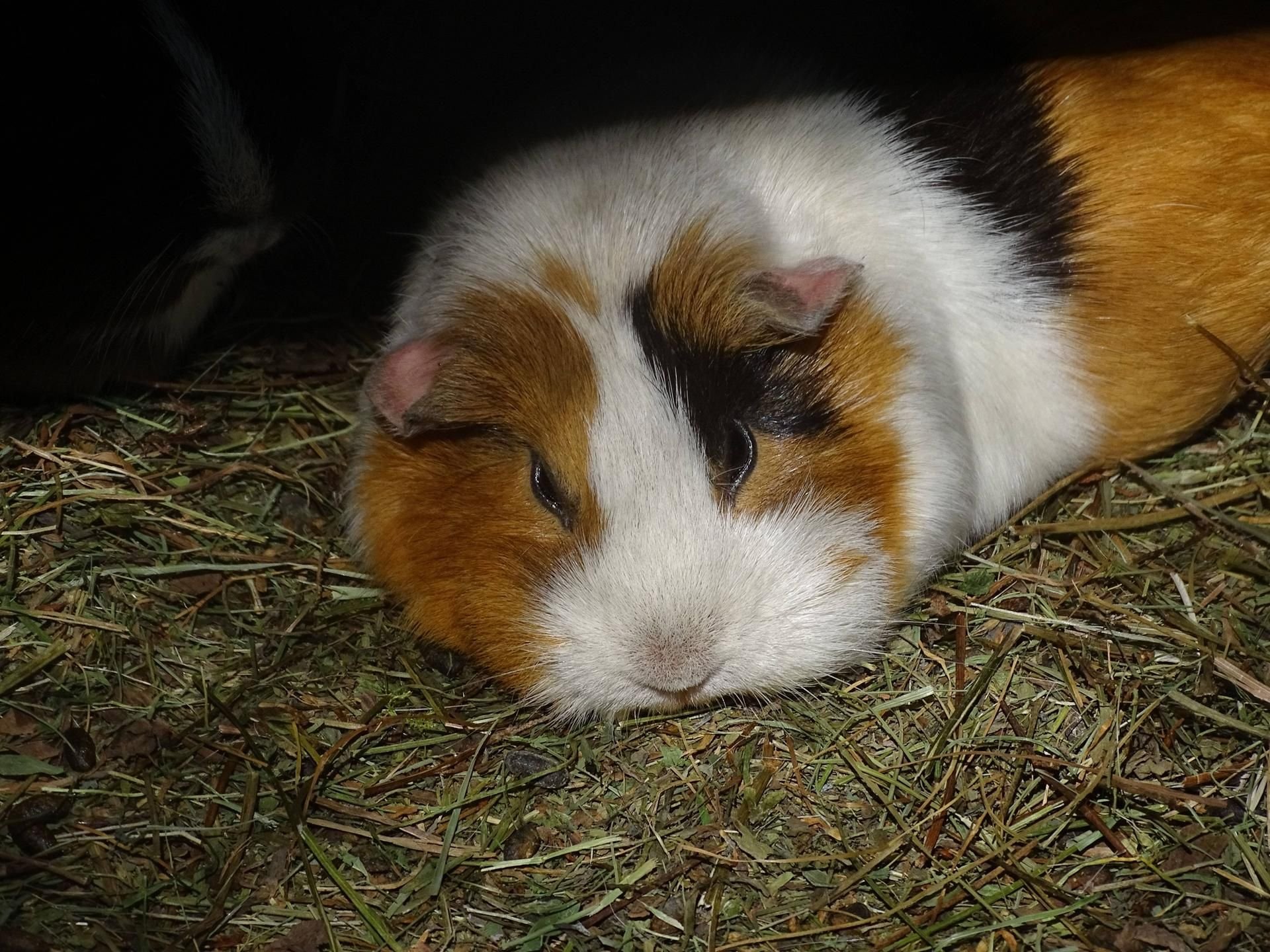 In Görlitz haben Jugendliche ein Meerschweinchen getötet und zwei weitere verletzt. (Symbolfoto)