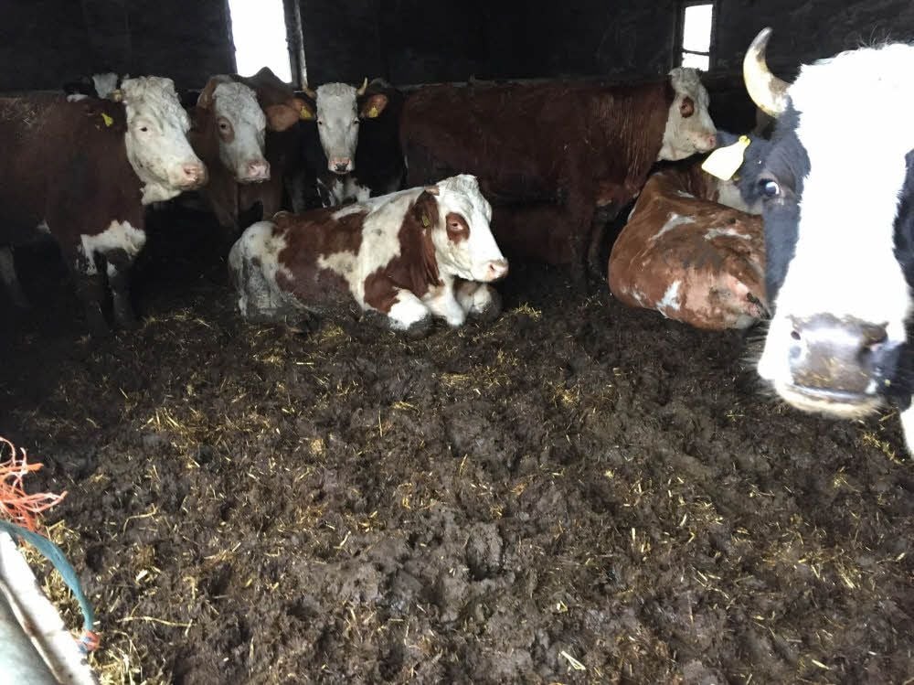 Die Rinder in Reinsdorf. Hier stehen und liegen sie im Stallmist. Laut Veterinäramt ist das zulässig - wenn eine trockene Liegefläche vorhanden ist. Die fehlt hier. Man habe die Betreiberin beauflagt, für Stroh zu sorgen.
