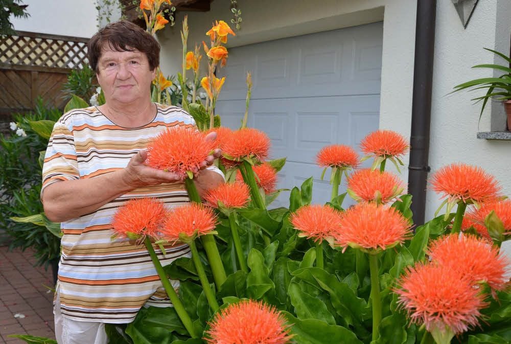 Karla Rohde zeigt die Blutblume, die 27 Blütenköpfe hat.