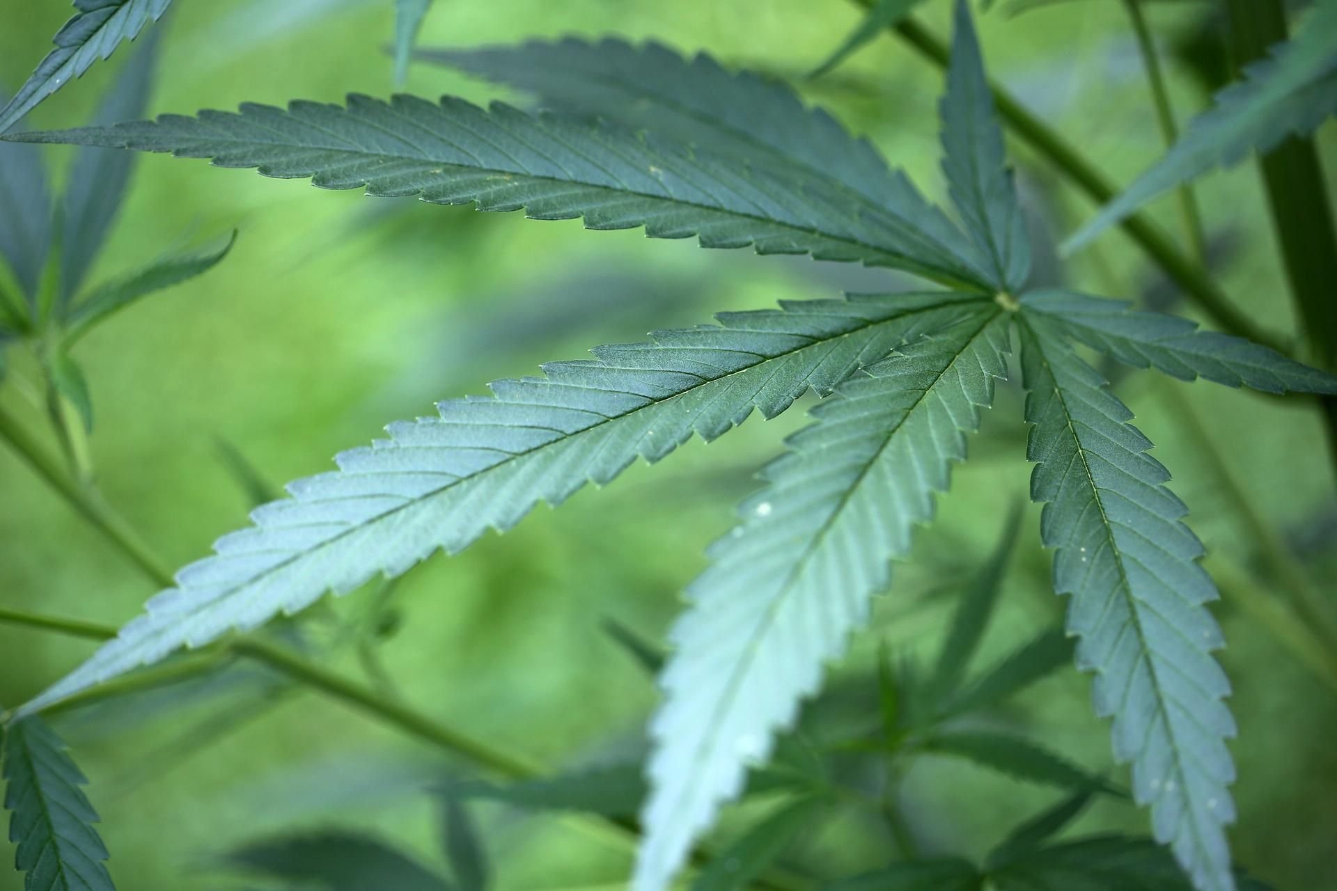 Zur Linderung von Schmerzen können Medikamente auf Cannabis-Basis helfen. Seit rund eineinhalb Jahren übernehmen Krankenkassen unter bestimmten Voraussetzungen die Kosten.