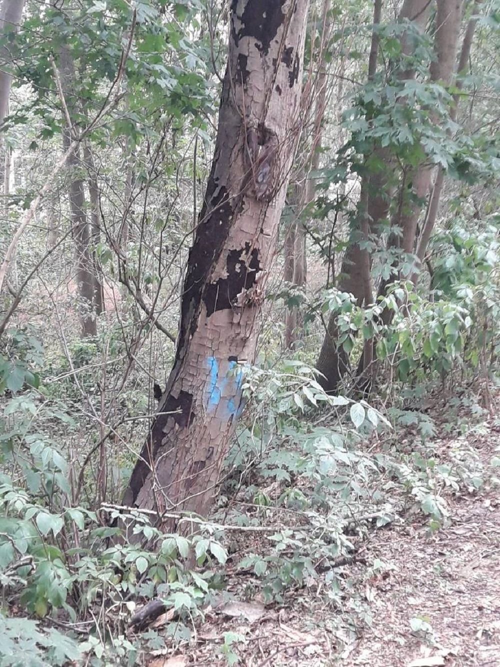 Ein durch die Rußrindenkrankheit abgestorbener Baum