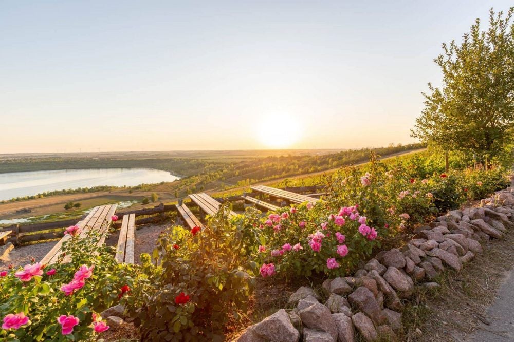 Mit diesem Foto wurde für den Geiseltalsee-Weinberg „Goldener Steiger“ geworben.