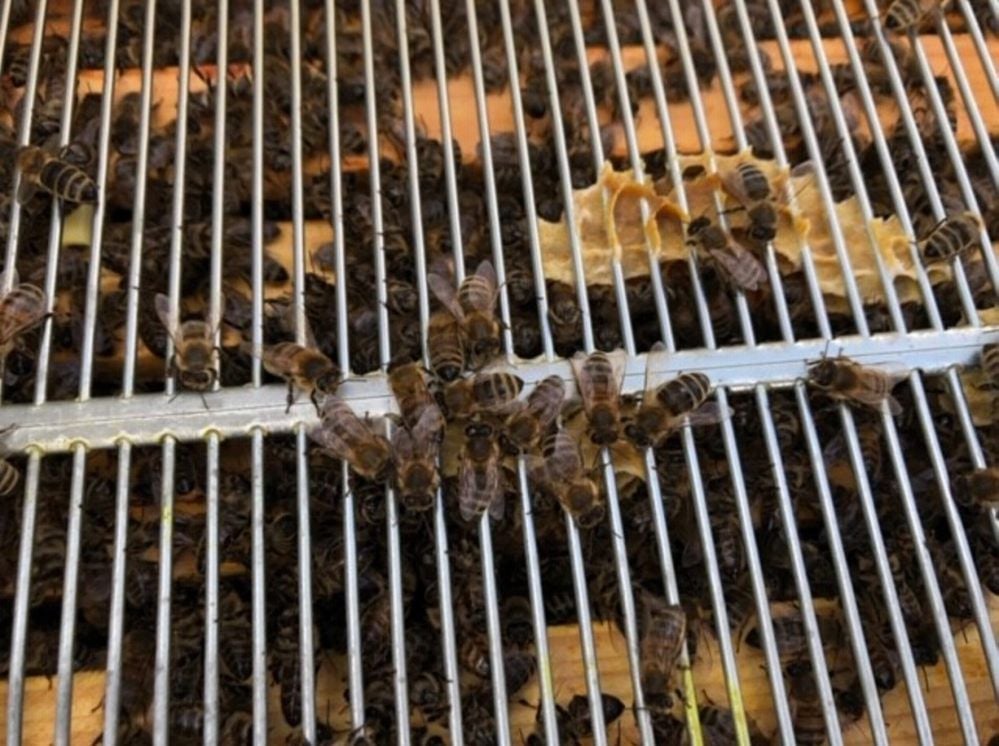 Rund 20.000 Bienen leben derzeit verteilt in den zwei Stöcken.