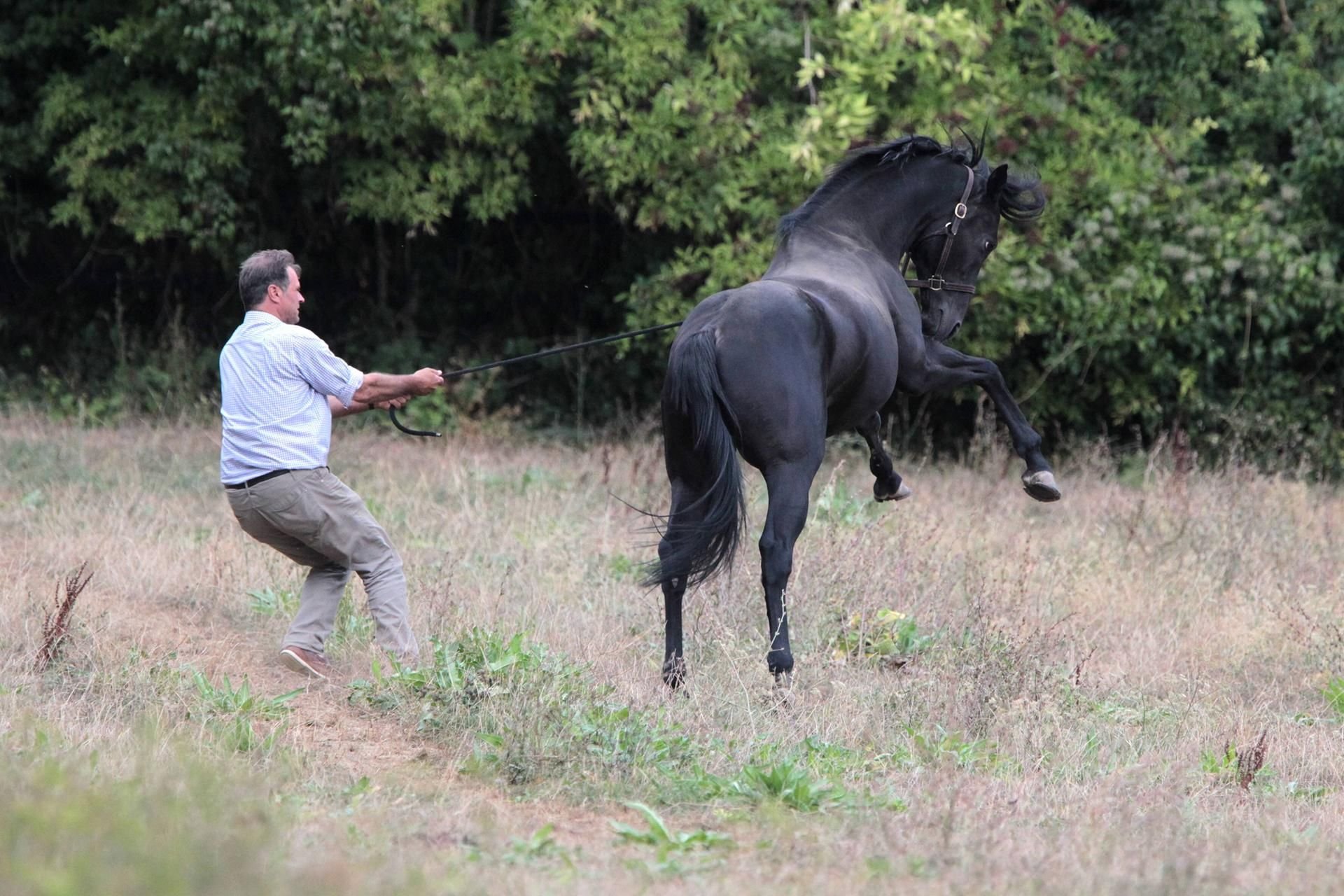 Das kleine Mädchen wurde von dem Pferd runtergeworfen. (Symbolbild)