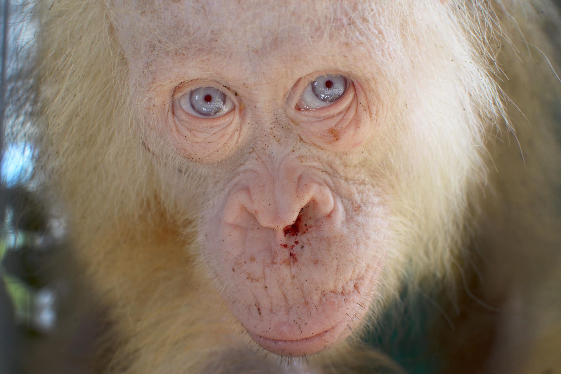 Das extrem seltene Albino-Orang-Utan Weibchen Alba lebt nun im Tierheim Nyaru Menteng (Indonesien).