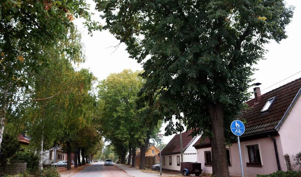 Blick in die Köthener Straße in Reinsdorf, in der stattliche Lindenbäume stehen.