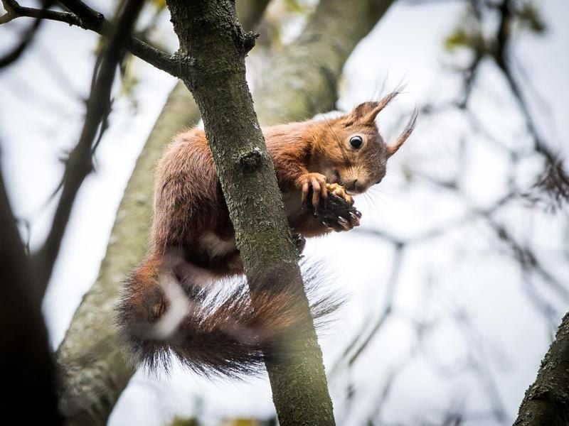 Gibt es auch in grau und schwarz: Heimische Eichhörnchen sind nicht immer rot-braun. Foto: Frank Rumpenhorst/dpa