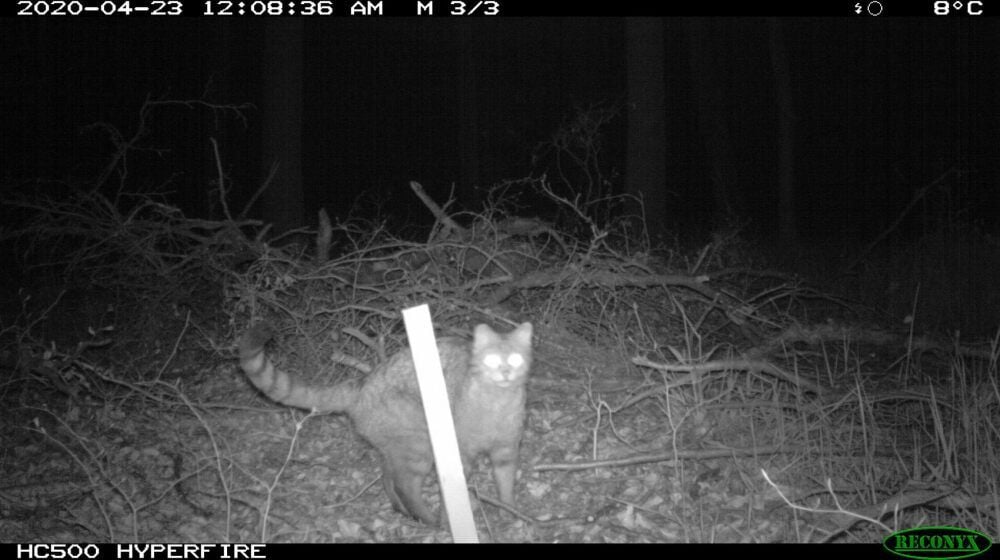 Huch, was ist das denn? Diese Wildkatze, aufgenommen von einer Wildkamera im Klötzer Forst (Altmark), scheint mit dem Lockstock noch etwas zu fremdeln.