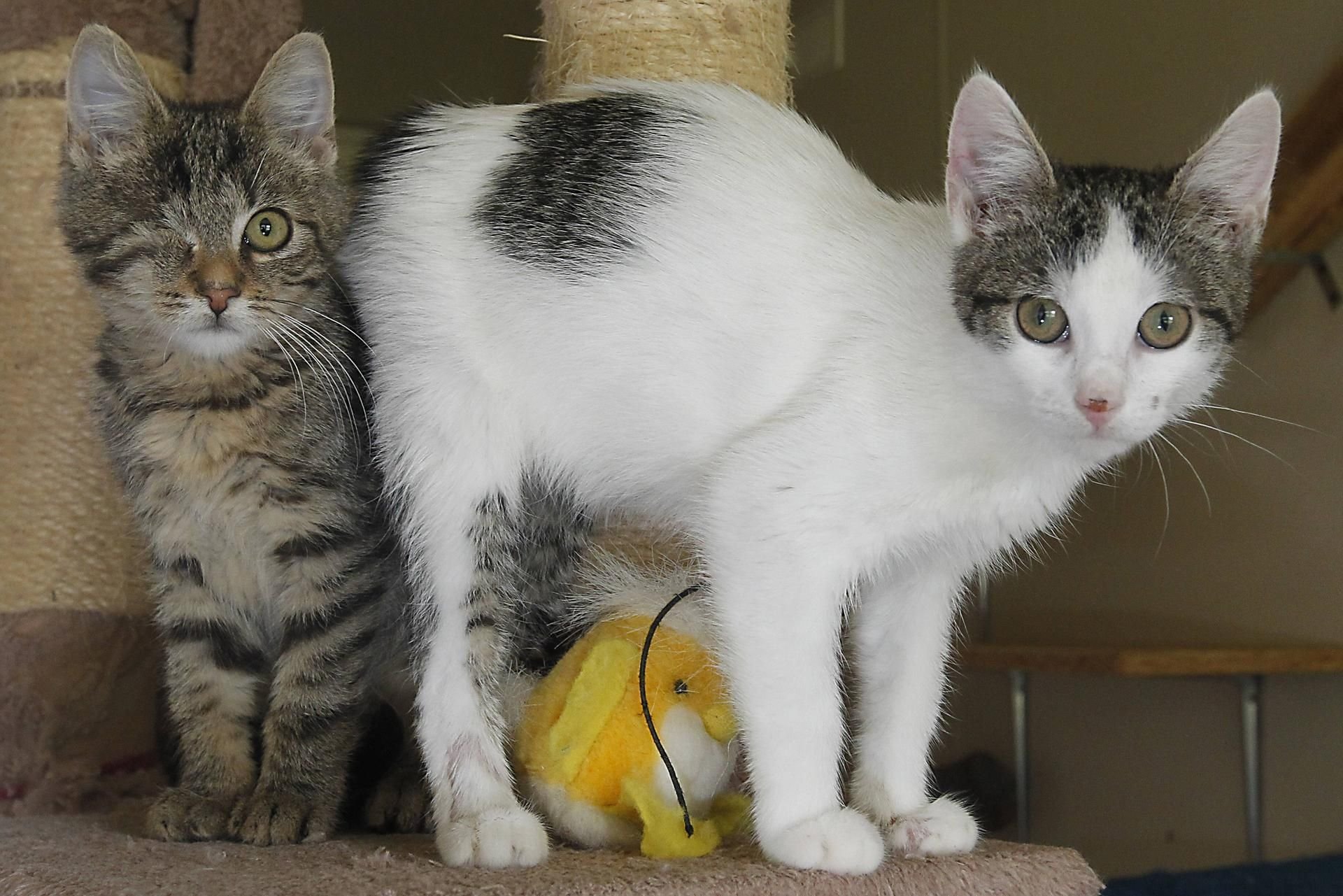 Zwei junge Katzen in einem Katzenhaus blicken in die Kamera des Fotografen.