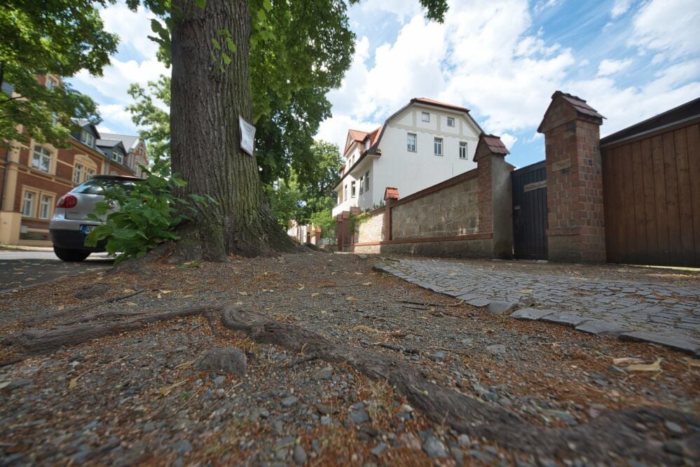 Durch die Wurzeln der großen Bäume in der Lindenstraße in Quedlinburg sind bereits Schäden an den Gehwegen entstanden.