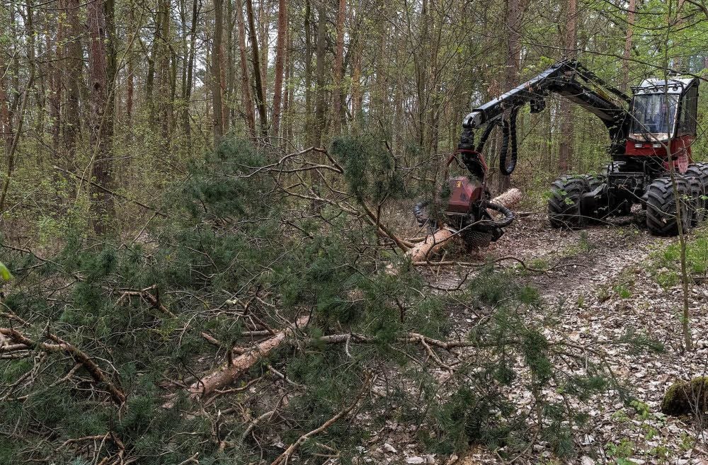 Weil sie krank sind, müssen jetzt viele Bäume im Ziegelrodaer Forst gefällt werden.