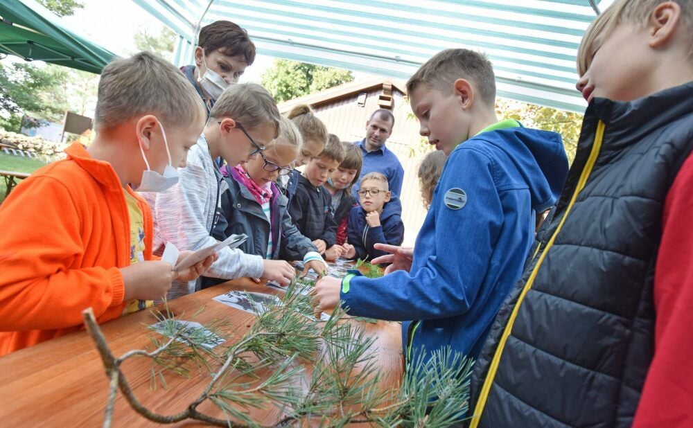 Welcher Baum hat welche Nadeln? Die Schüler aus Gräfenhainichen müssen nicht lange rätseln.