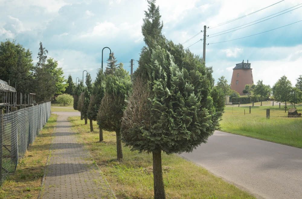 Die Kronen dieser Kugelkoniferen an der Mühle in Kühren sind von der Stadt arg gestutzt worden - kein schöner Anblick für manchen Anwohner.