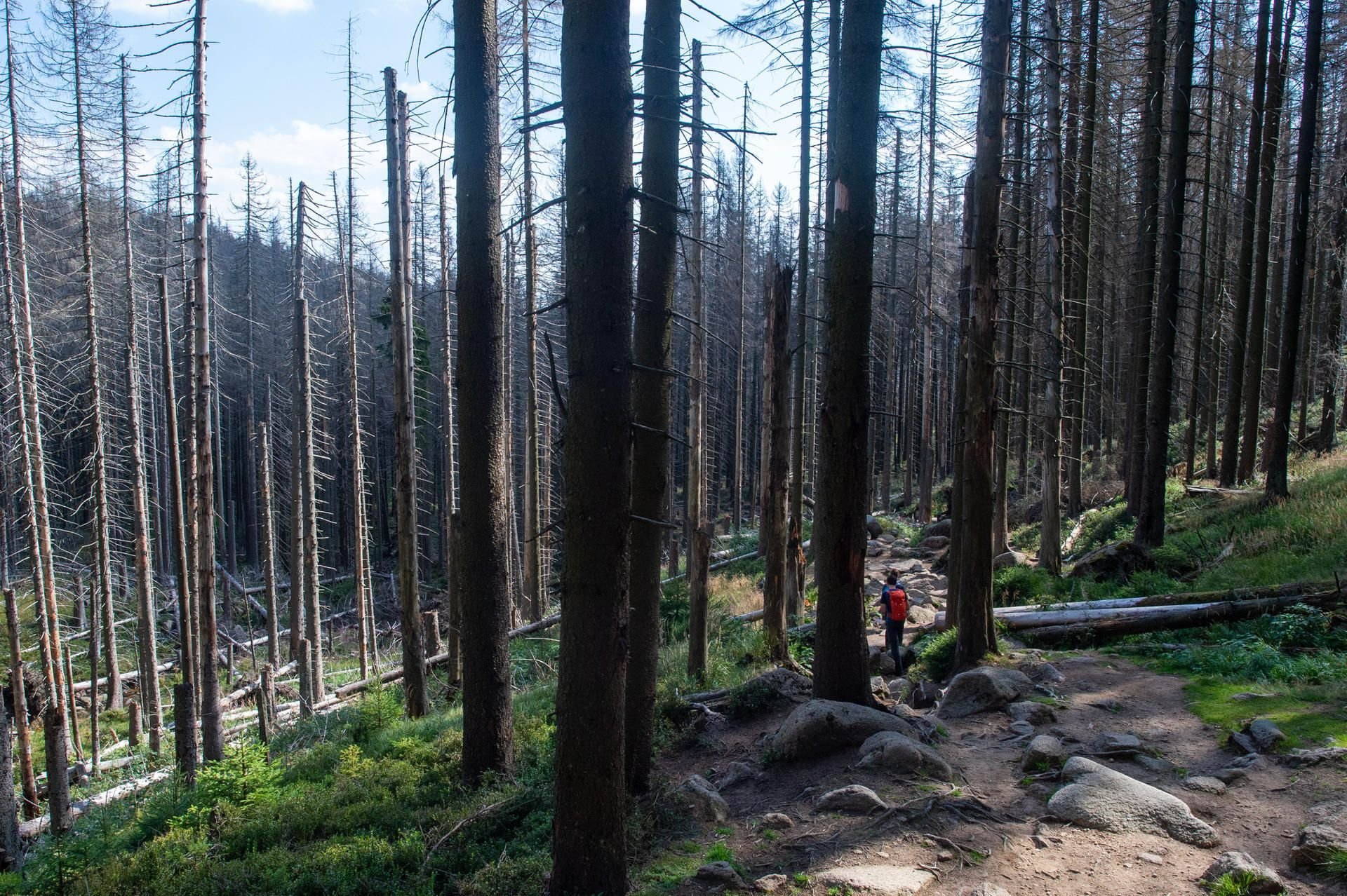Wanderer gehen im Nationalpark Harz durch ein Waldstück mit abgestorbenen Fichten.