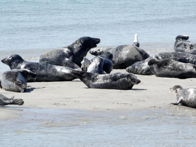 Robben liegen am Strand der Düne vor Helgoland. Foto: Carsten Rehder