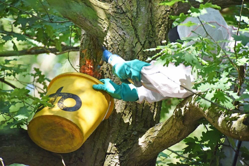 Nachdem das Nest entfernt wurde, bekämpft Mario Otto mit Flammen die Rückstände an den Bäumen. Die Spezialkleidung schützt ihn vor den Brennhaaren.