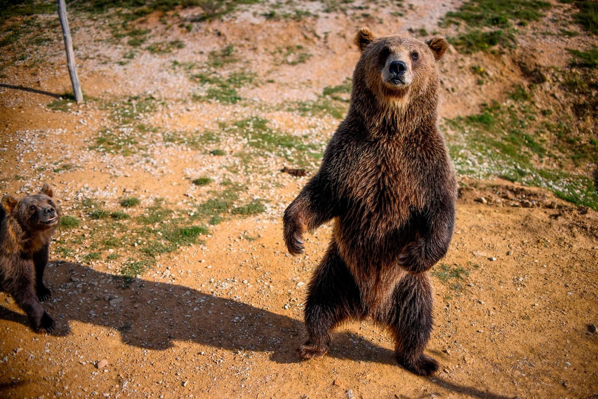 Bei Abendspaziergang: Bär greift Polizisten in den italienischen Alpen an