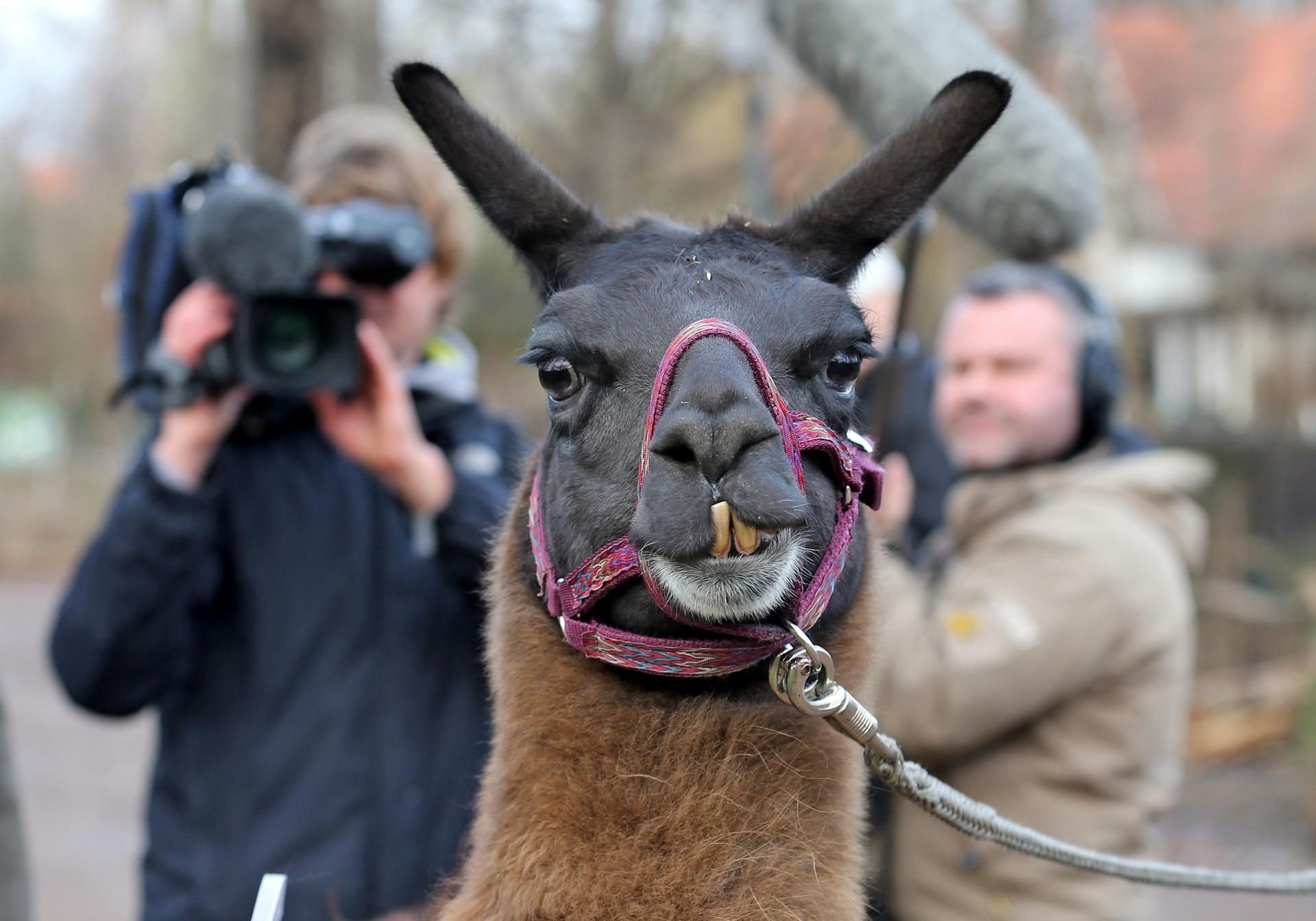 Lama Horst ist tot.