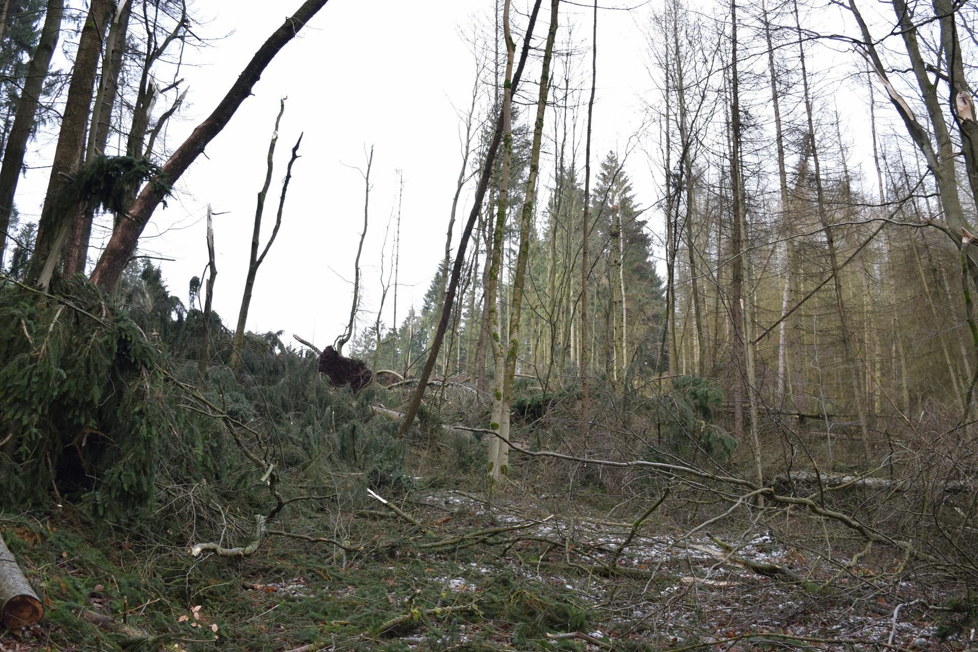 Sturmschäden im Wald nach Orkan Sturm Friederike zwischen Grillenberg und Wippra hat der Sturm einen Hang leergeräumt.