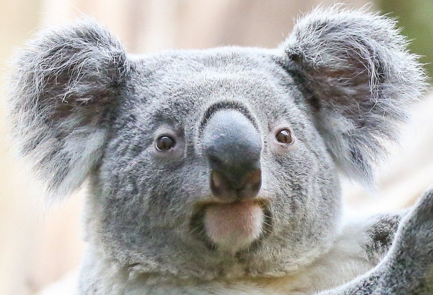 Koala Tinaroo ist der Neue im Zoo Leipzig.