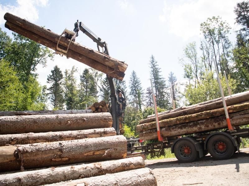 Holzstämme, die durch Borkenkäfer geschädigt sind, werden auf einen Lastwagen geladen. Foto: Sebastian Gollnow/dpa/Symbolbild