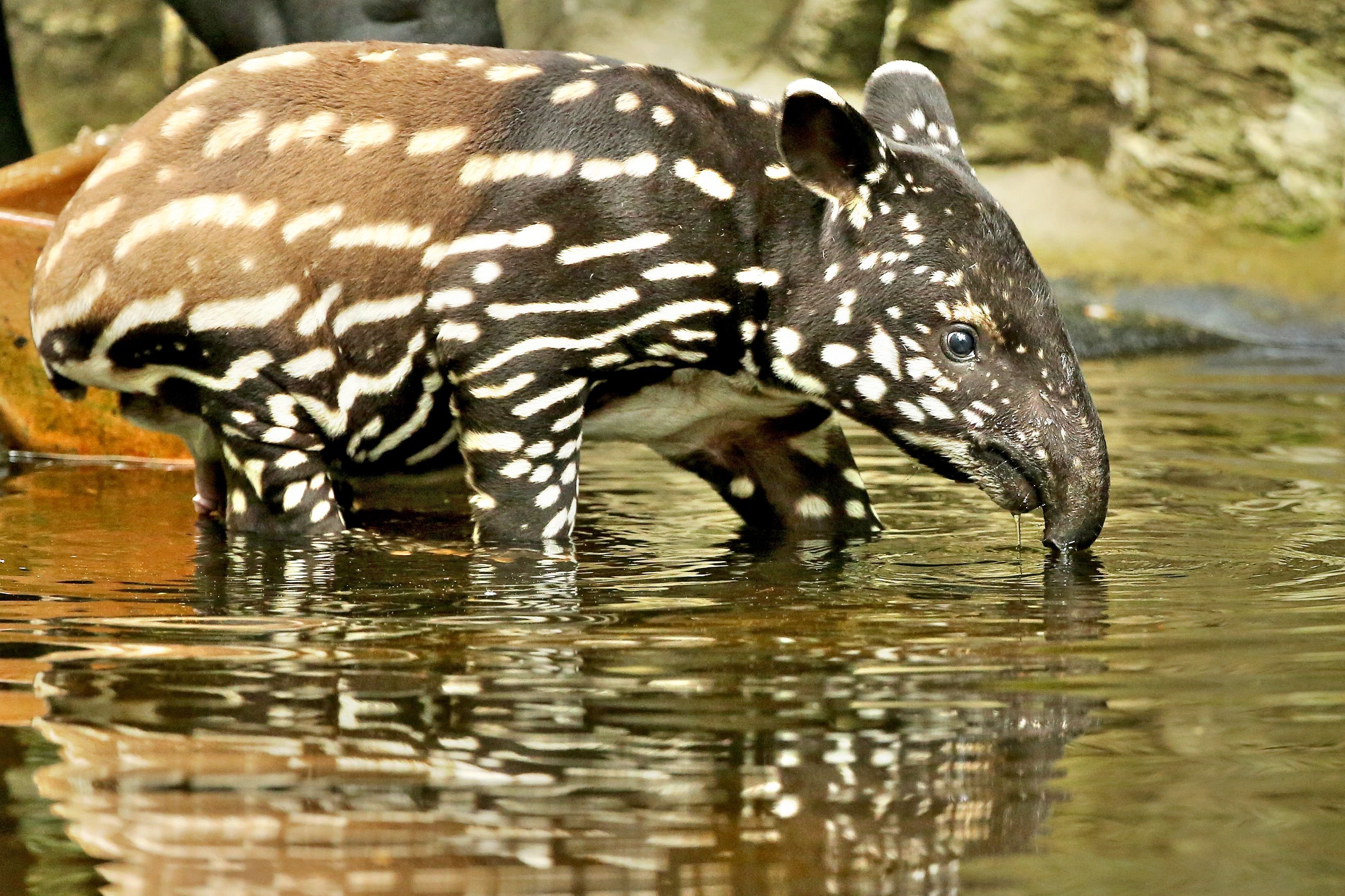 Das fast vier Wochen alte Tapir-Jungtier badet am 28.06.2016 im Gondwanaland im Zoo in Leipzig.