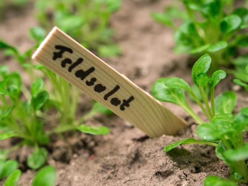 Die Tomatenernte ist beendet. An die freie Stelle im Gewächshaus kann jetzt noch Feldsalat gezogen werden. Foto: Andrea Warnecke