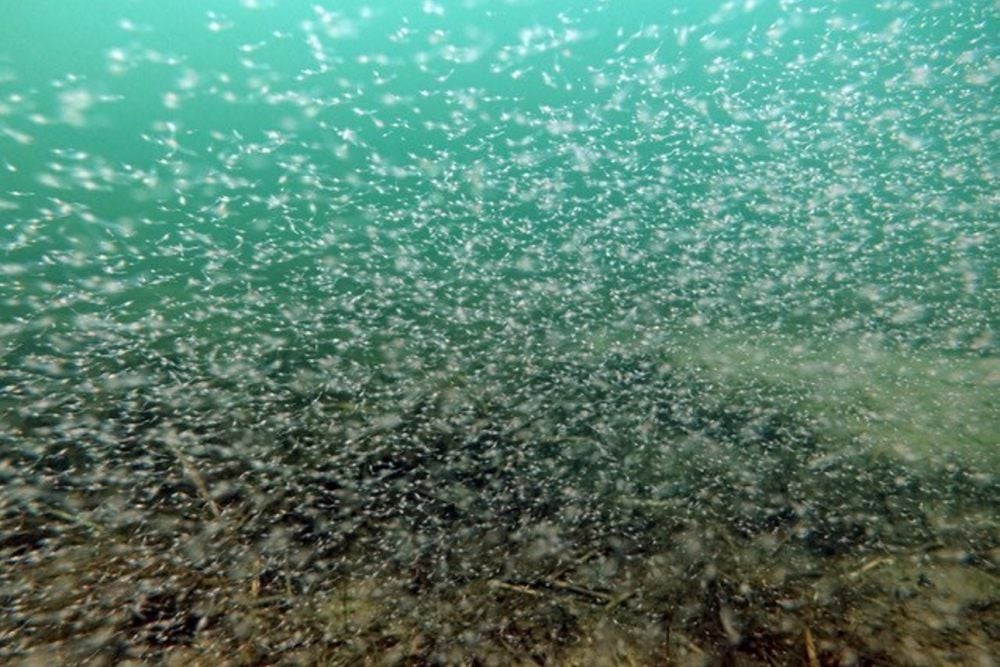 Schwärme von Süßwassergarnelen sind jetzt zu beobachten.