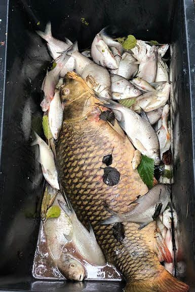 Mehrere 100 Kilogramm Fisch, darunter große Karpfen, haben die Angler aus dem Teich geholt - zur Entsorgung.