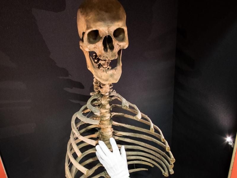 Der „Lange Anton”, ein rund 400 Jahre altes Skelett eines 2,40 Meter großen Mannes, wird im Germanischen Nationalmuseum für die Ausstellung vorbereitet. Foto: picture alliance / Daniel Karmann/dpa/Archivbild