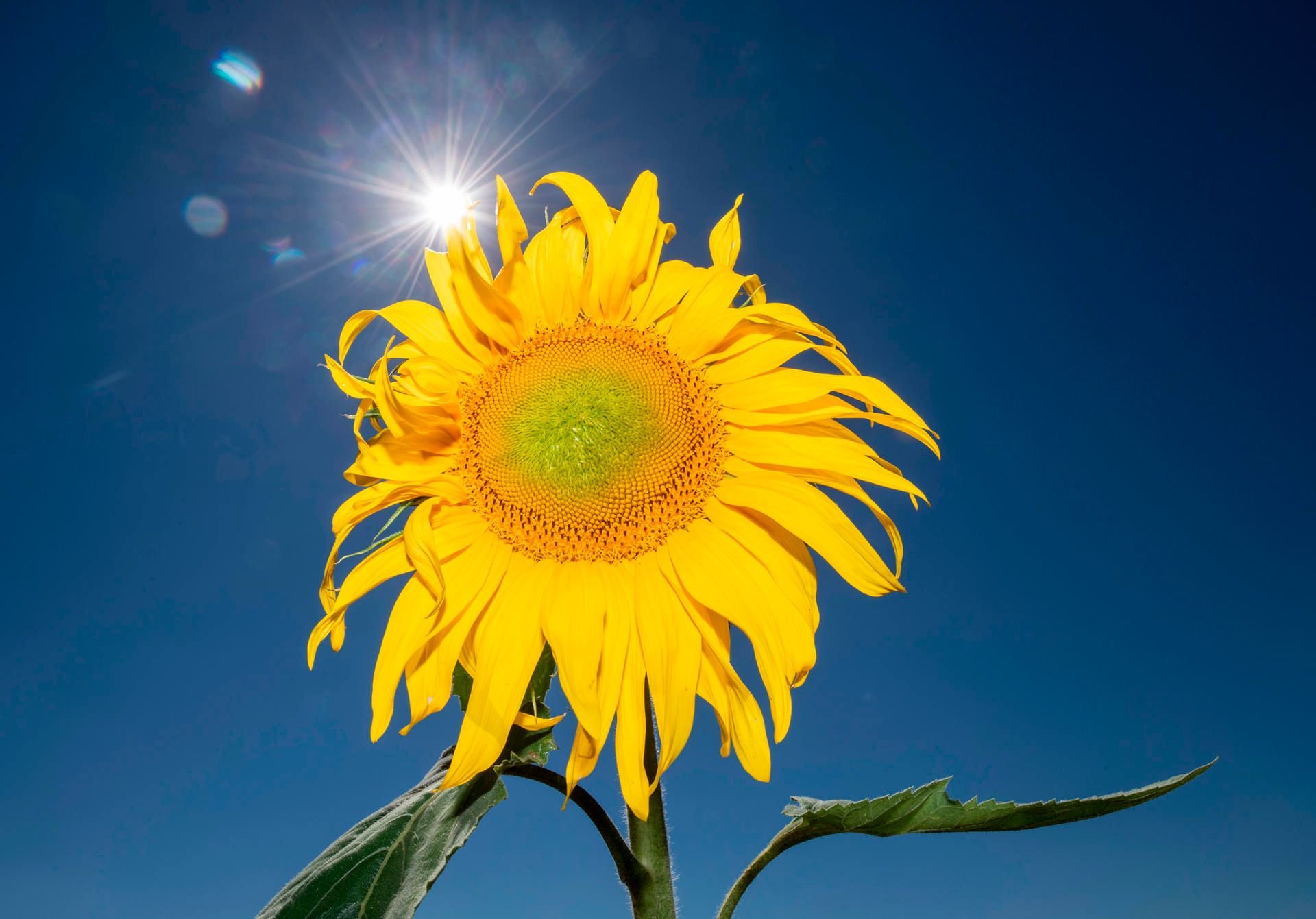 Am Samstag könnte es bis zu 36 Grad heiß werden.