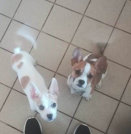 Diese zwei Welpen waren aus einem Tierheim bei Haldensleben gestohlen worden.